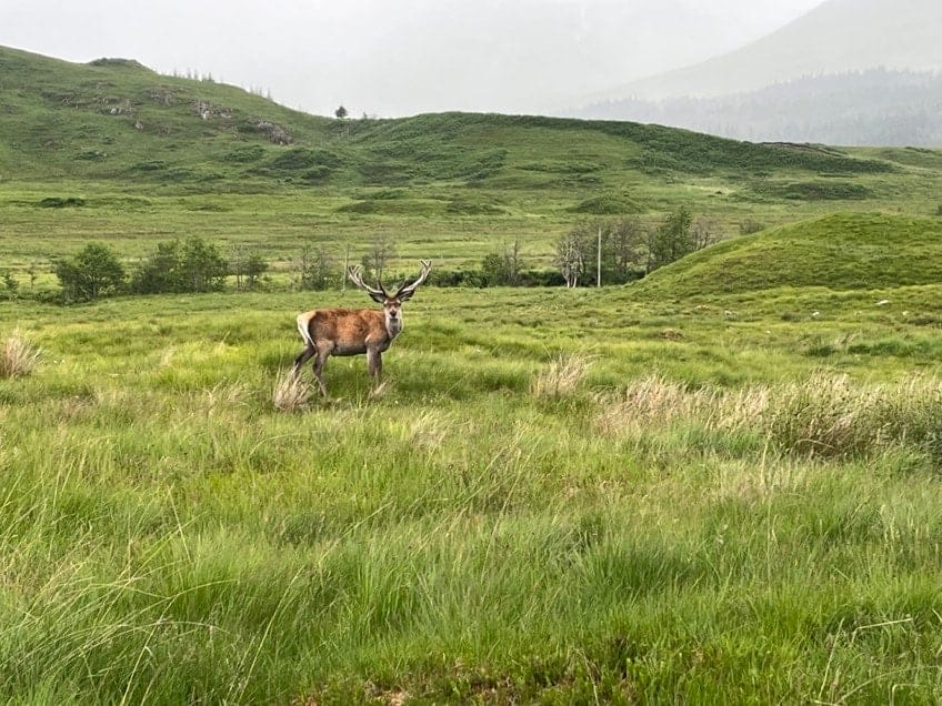 Tuesday West Highland